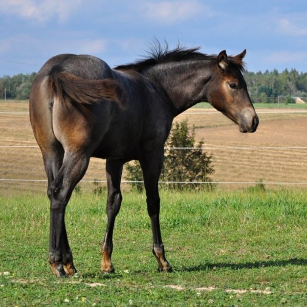 APHA - American Paint Horse Buckskin roan