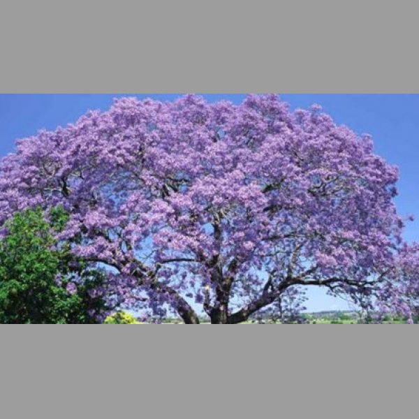 Paulownia - císařský strom - semena 50ks