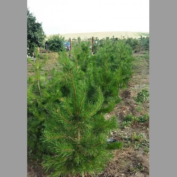 Borovice pokroucená varianta murrayana