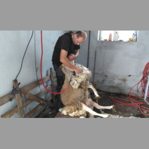 strojek na stříhání ovcí