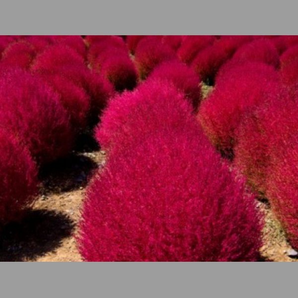 Kochia scoparia pink - semena 25 ks